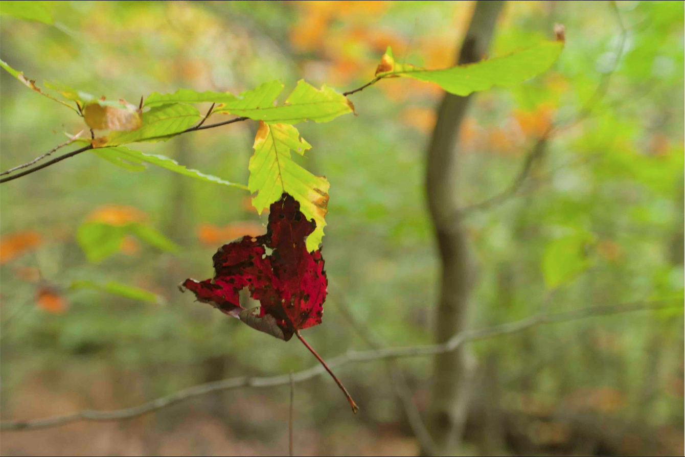 Rescued Leaf by Hand-Painted Weddings