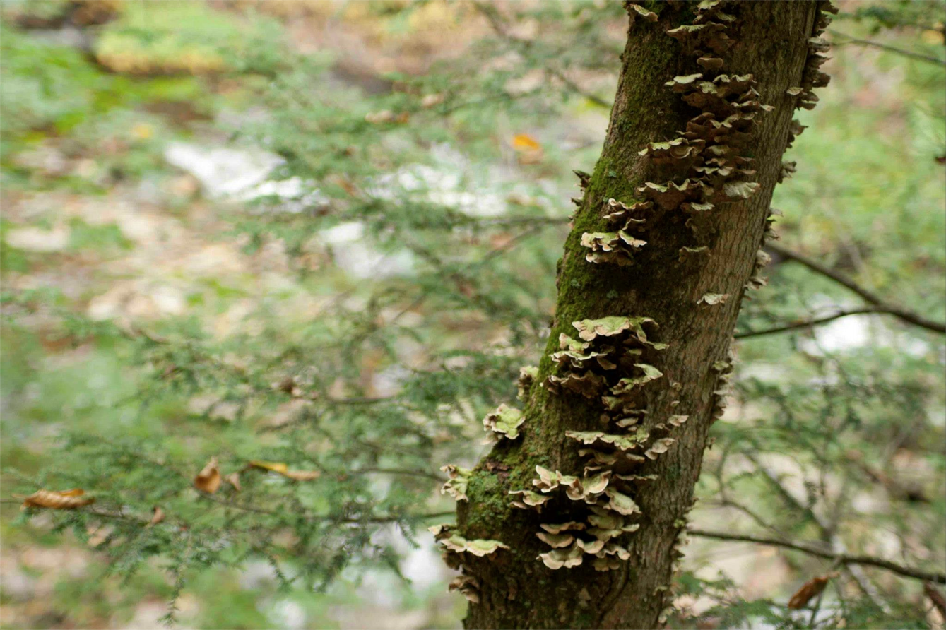 Mushroom tree by Hand-Painted Weddings